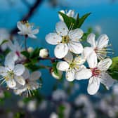 Ireland shares the same latitudinal line as Japan - this is why cherry blossoms do so well in this country Picture: Pixabay