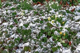 PICTURE THIS: Snowdrops and primroses pictured by Denis Hickey  after a light snow