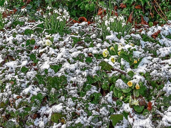 PICTURE THIS: Snowdrops and primroses pictured by Denis Hickey after a light snow