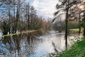PICTURE THIS: Lovely weather for... swans: Grace O'Brien also  snapped these two feathered-friends swanning around on a flooded path to Shannon Fields   