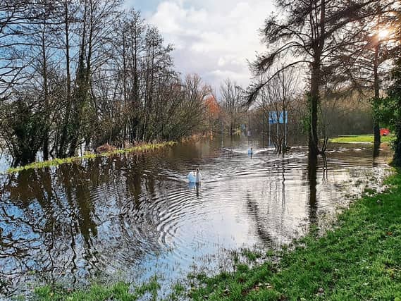 PICTURE THIS: Lovely weather for... swans: Grace O'Brien also snapped these two feathered-friends swanning around on a flooded path to Shannon Fields
