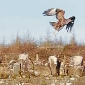 PICUTRE THIS: David O'Hora junior captured this busy bird in Ballysimon