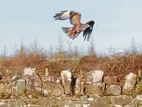 PICUTRE THIS: David O'Hora junior captured this busy bird in Ballysimon