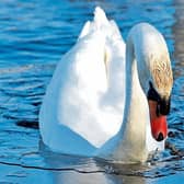 Ice Breaker:  Sean Ryan snapped this swan  is Westfields Wetlands recently