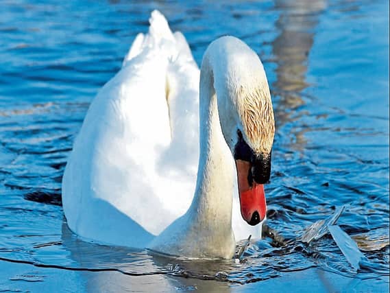 Ice Breaker: Sean Ryan snapped this swan is Westfields Wetlands recently