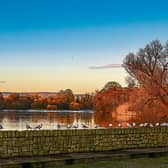 PICTURE THIS: Gulls lined up by the river in Castleconnell on Friday evening by Denis Hickey