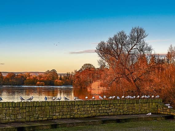 PICTURE THIS: Gulls lined up by the river in Castleconnell on Friday evening by Denis Hickey