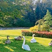 PICTURE THIS: Deirdre Fanning caught a wonderful  view of a family of six swans resting and preening themselves in her garden in  Croom