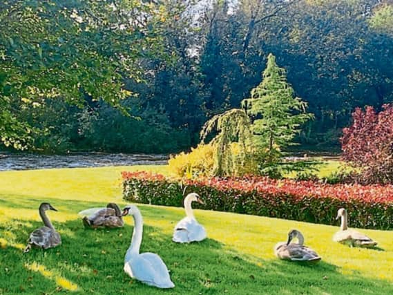 PICTURE THIS: Deirdre Fanning caught a wonderful view of a family of six swans resting and preening themselves in her garden in Croom