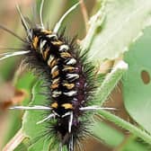 The tiger moth caterpillar has decrease dramatically in numbers over the last few decades