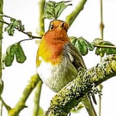 PICTURE THIS: A robin at Lough Gur snapped on Sunday morning last by Denis Hickey