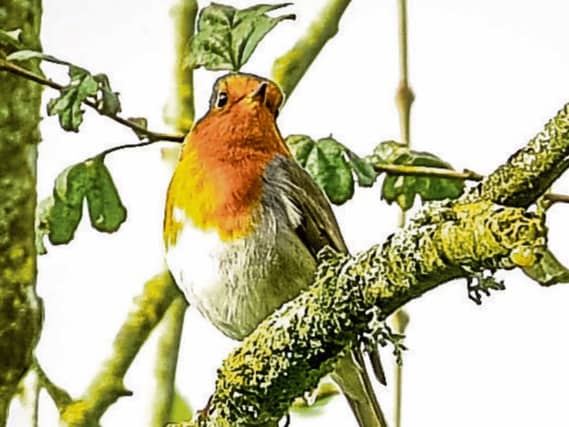 PICTURE THIS: A robin at Lough Gur snapped on Sunday morning last by Denis Hickey