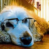 Sean Ryan snapped Henry, who wishes that he had gone to Specsavers