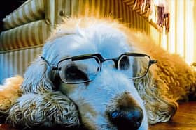Sean Ryan snapped Henry, who wishes that he had gone to Specsavers