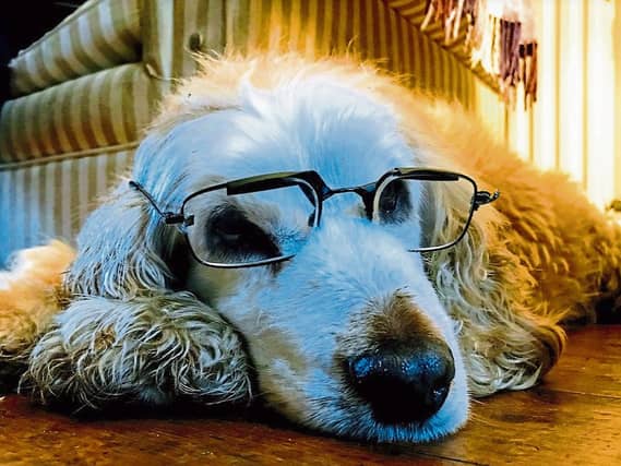 Sean Ryan snapped Henry, who wishes that he had gone to Specsavers