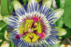 Sean Ryan snapped this passion flower in full bloom for late summer