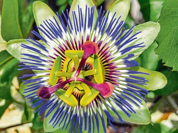 Sean Ryan snapped this passion flower in full bloom for late summer