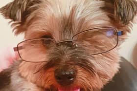 PICTURE THIS: Ger Ryan snapped his  Yorkshire terrier Butch relaxing, looking at his favourite paper the Limerick Leader