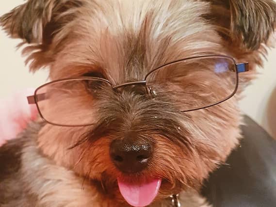 PICTURE THIS: Ger Ryan snapped his Yorkshire terrier Butch relaxing, looking at his favourite paper the Limerick Leader