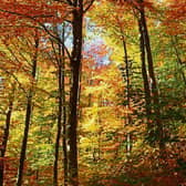 Patricia says she loves  trees, but commercial afforestation leaves her cold