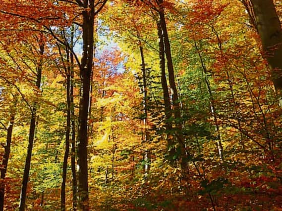 Patricia says she loves trees, but commercial afforestation leaves her cold