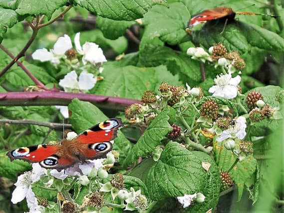 Wonderfully-winged creatures: Claire Waters sent in this pic of butterflies