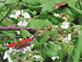 Wonderfully-winged creatures: Claire Waters sent in this pic of butterflies