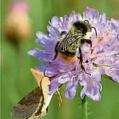 The common carder bee is one of our most common bumblebee species in Ireland
