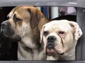 Jim Cowman snapped these pooches in Bruree
