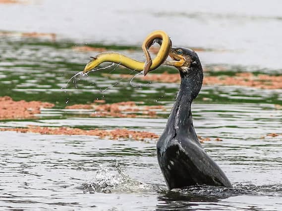 PICTURE THIS: Gotcha: A cormorant chows down on an eel in the Westfields Wetlands. The photographer, Pat O’Donnell, spent an hour watching the bird hunt before snapping the breathtaking shot