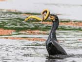 PICTURE THIS: Gotcha: A cormorant chows down on an eel in the Westfields Wetlands. The photographer, Pat O’Donnell, spent an hour watching the bird hunt before snapping the breathtaking shot 