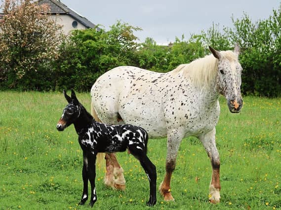 Owner/breeder Robert Cronin says he bred the foal to feature in films