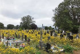 The bees aren't everyone's cup of tea at Mount St Lawrence