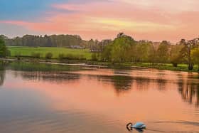 Swan at sunset in Castleconnell on Holy Saturday evening by Denis Hickey