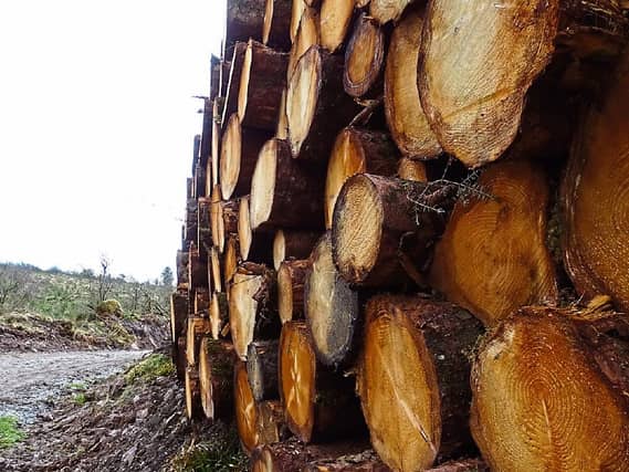 PICTURE THIS: Timber: Cian Carmody, Castletroy took this picture will out on a walk in Kilfinane