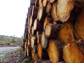 PICTURE THIS: Timber: Cian Carmody, Castletroy took this picture will out on a walk in Kilfinane