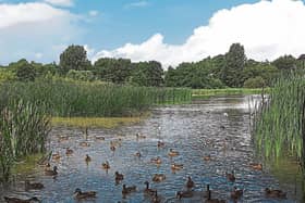 Green Party local election candidate says invasive species are putting the Westfield wetlands at risk