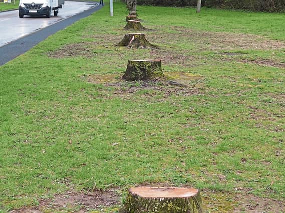 A considerable number of trees in Raheen Industrial Estate were felled, to the surprise and dismay of many