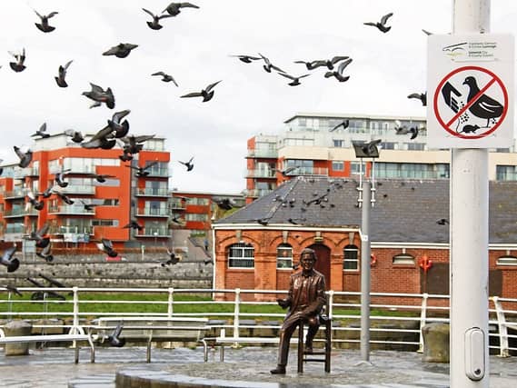 Limerick Council has erected signs near the Wogan statue appealing to people not to feed the pigeons