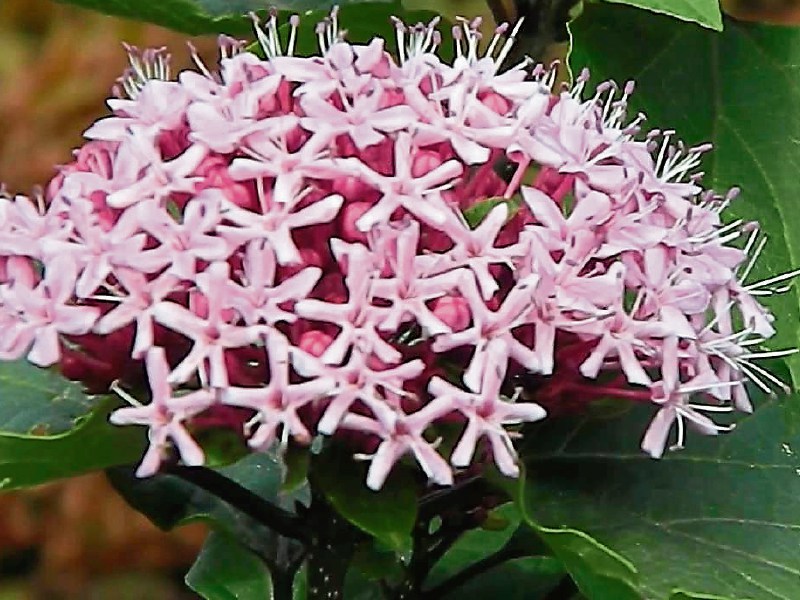 Clerodendrum bungei (or glory flower) is a very easy maintenance-free plant