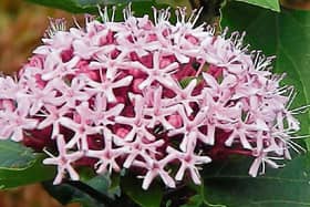 Clerodendrum bungei (or glory flower) is a very easy maintenance-free plant