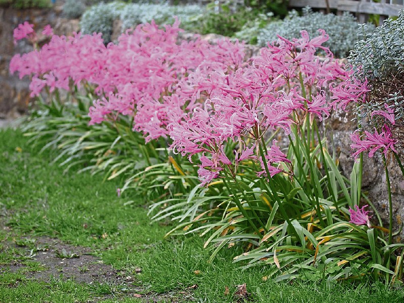 Nerines  can be a colourful addition to any border or bed