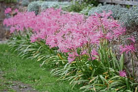 Nerines  can be a colourful addition to any border or bed