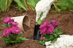 Chrysanthemums come in a  wide variety  of colours