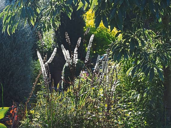 A photo of cimicifuga growing in Phyl's garden
