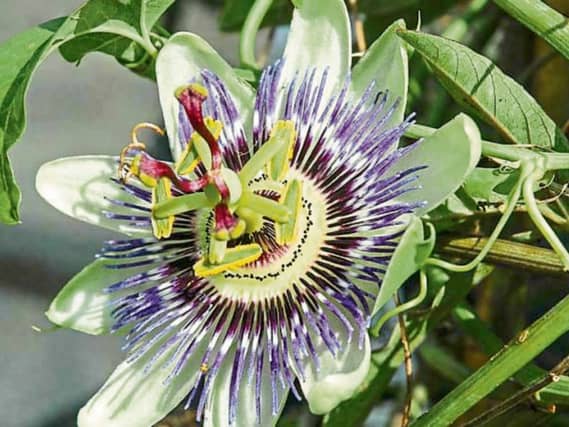 Passiflora caerulea (blue passion flower) is one of the hardier species that is commonly grown in this country