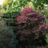 A Japanese maple turning brown in Phyl's garden
