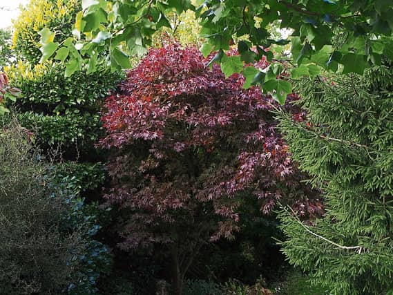 A Japanese maple turning brown in Phyl's garden