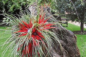 Being from Chile the  Fascicularia bicolour is very hardy, the one pictured above is growing in the stump of an    old Holm Oak tree