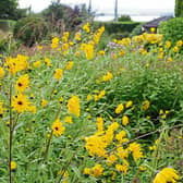 Photo  of rudbeckias from Phyl's  garden